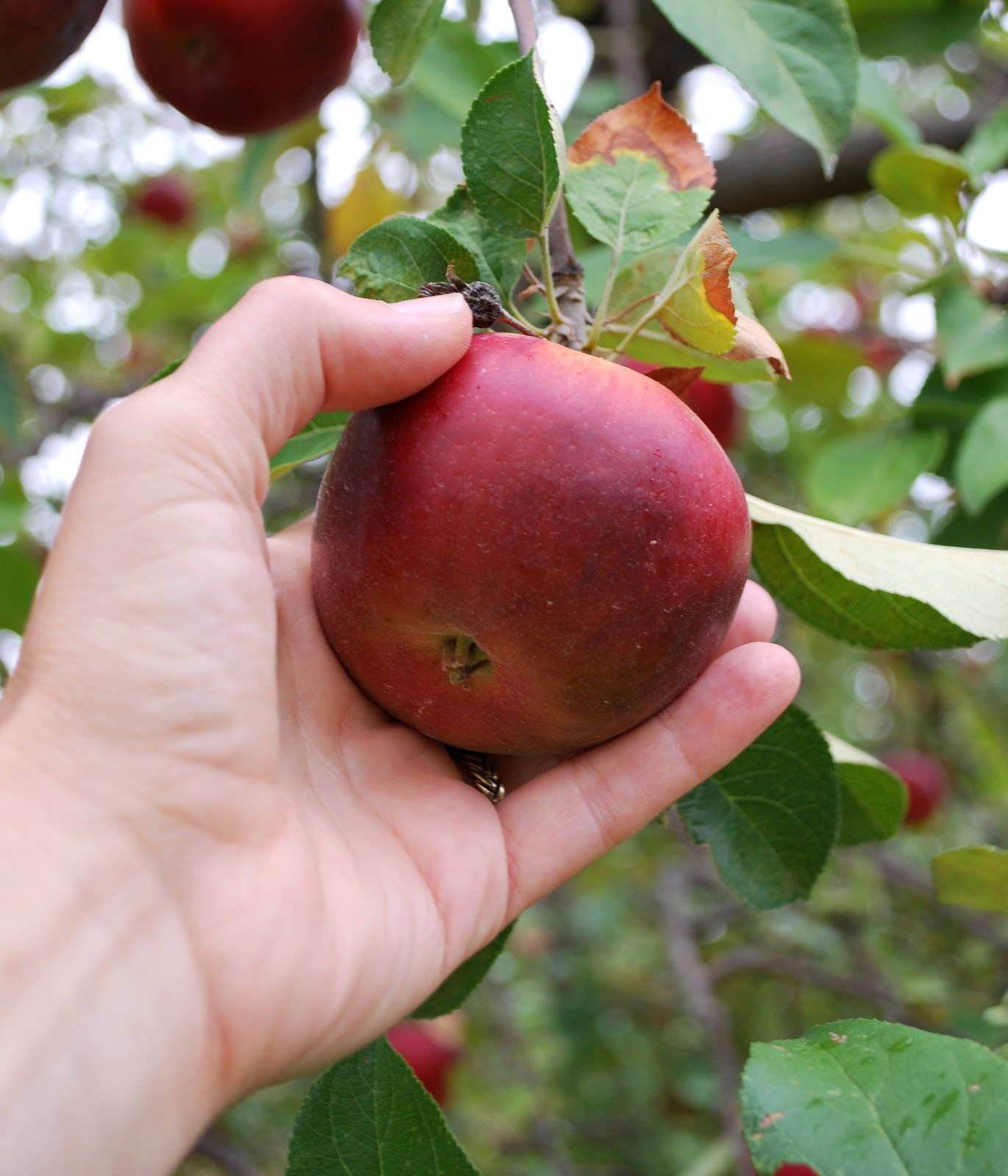 Apple: staatloos inkomen