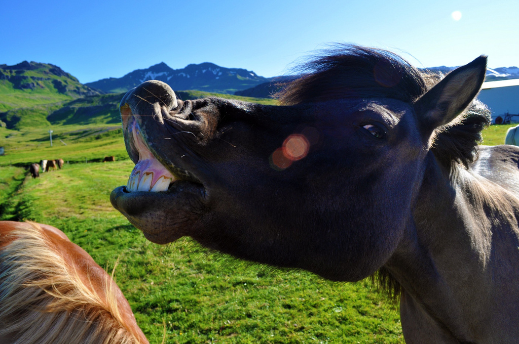 Een gekocht paard zes maanden in de mond kijken?