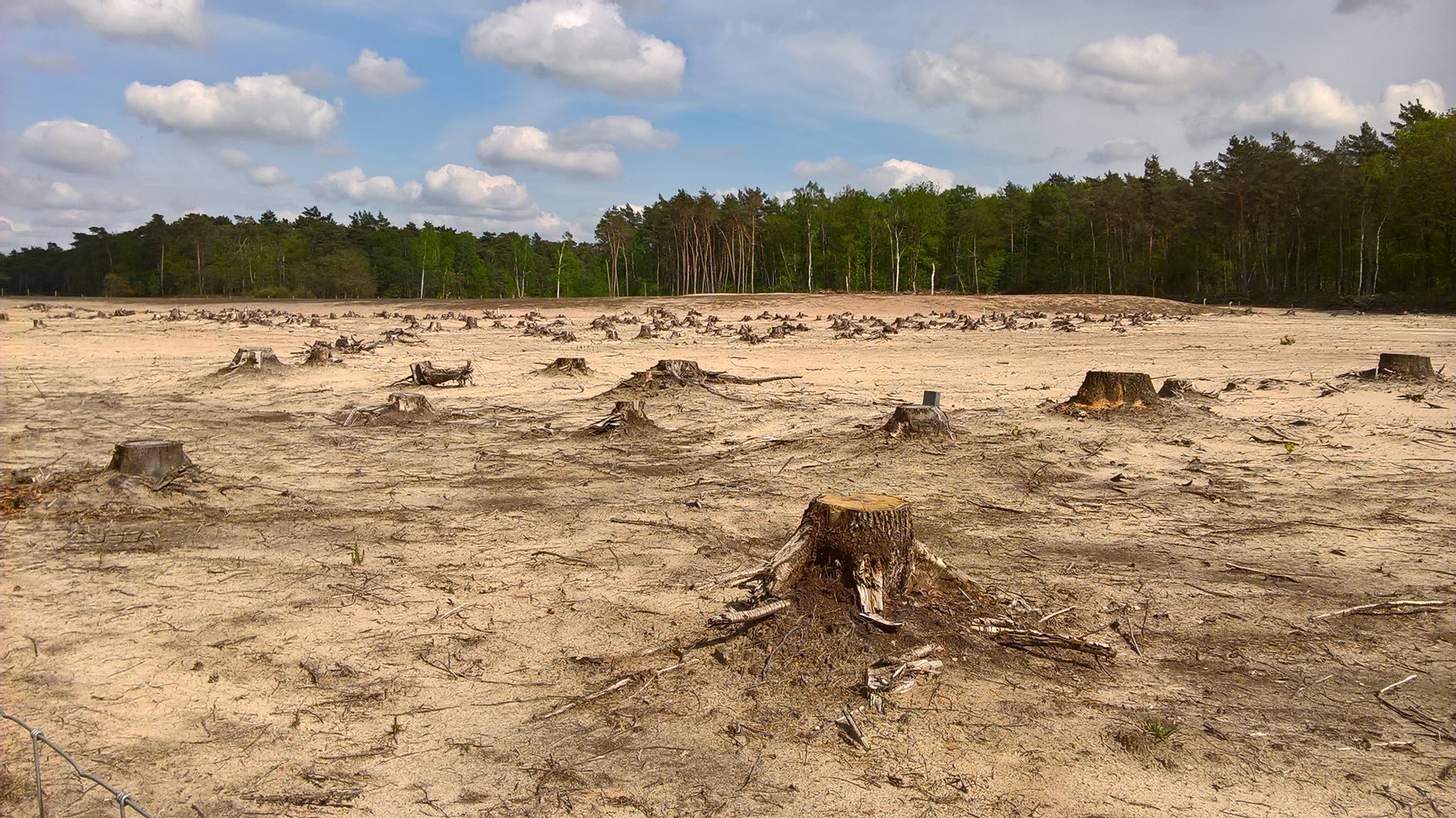 Klimaatinclusief bos of chainsaw massacre?