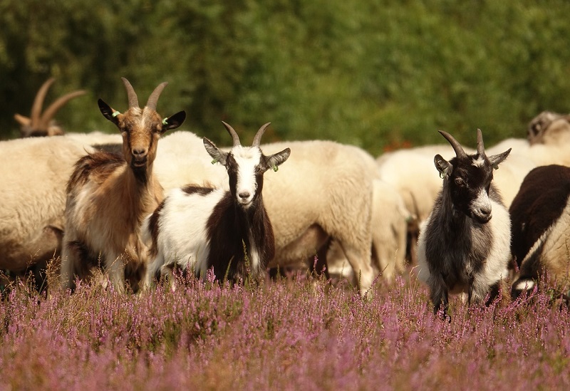 Moeten de goeden onder de kwaden lijden?